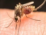 مالاریا مهم ترین بیماری انگلی و یکی از مشکلات مهم بهداشتی تعدادی از کشورها، بخصوص مناطق گرمسیری جهان است